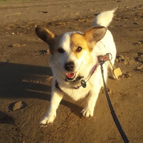 Hondje Kyla.jpg